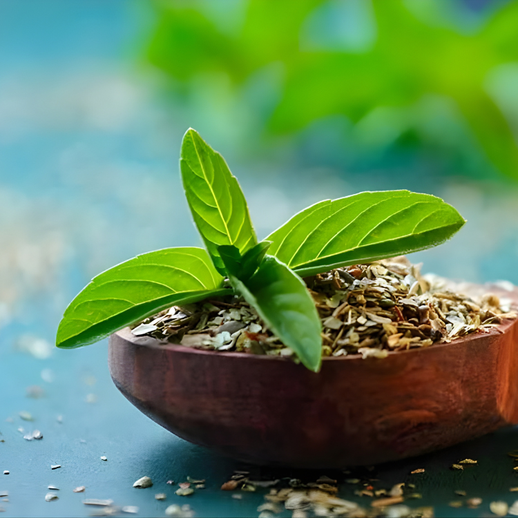 HOLY BASIL
